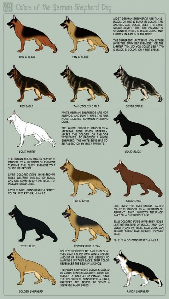 Different Colors Of German Shepherds And What They Mean - AllShepherd