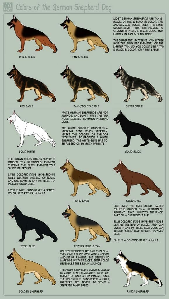 Different Colors Of German Shepherds And What They Mean AllShepherd