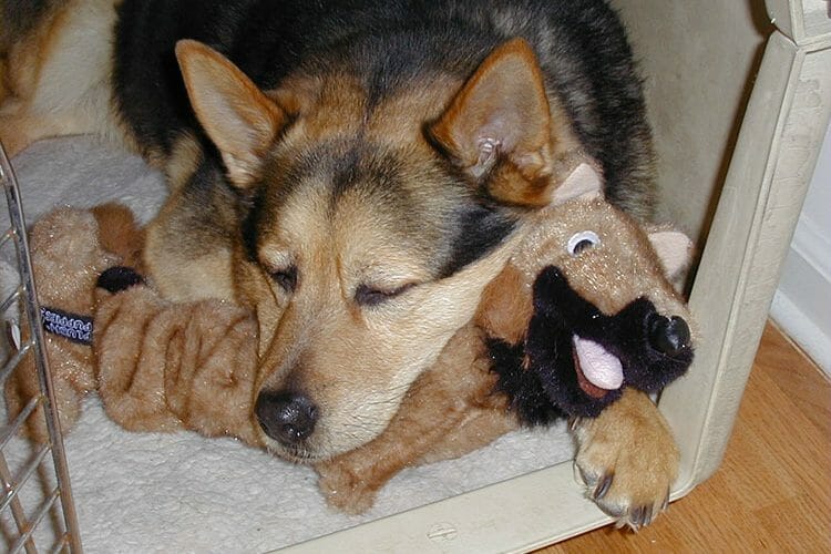 The Best Crate For German Shepherd 2020 Reviews AllShepherd