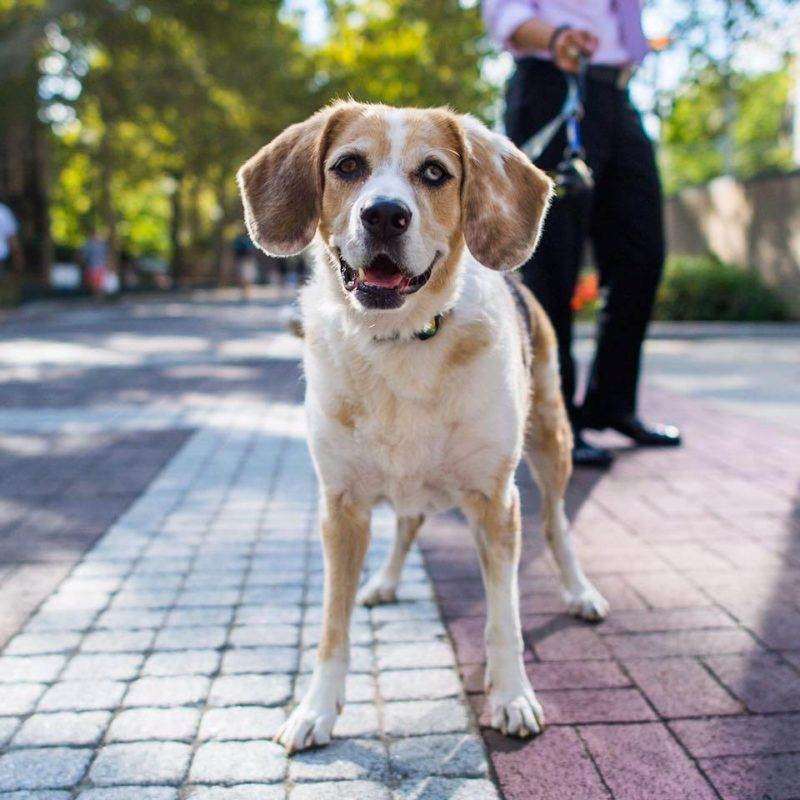 The Australian Shepherd Beagle Mix Everything You Wanted To Know