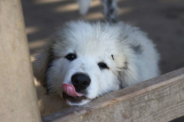 great pyrenees and german shepherd mix shedding