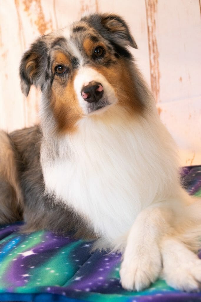 How To Care For An Australian Shepherd AllShepherd