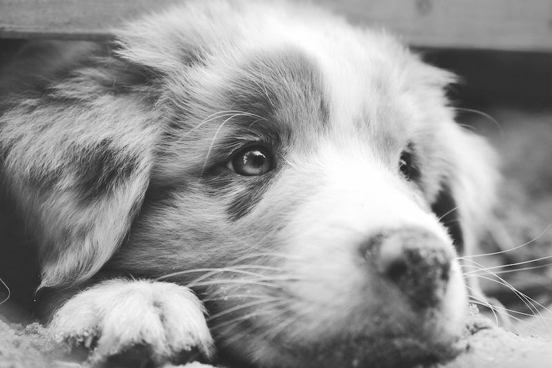 Are Australian Shepherds Bad For Allergies