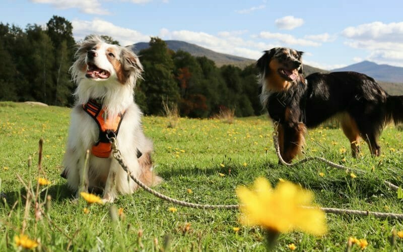 Best Dog Harness For Australian Shepherd In 2024 AllShepherd