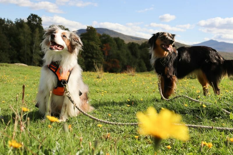 How To Check Australian Shepherds For Ticks? AllShepherd