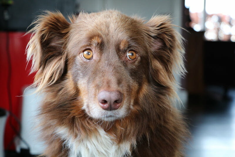 Can An Australian Shepherd Live In An Apartment? AllShepherd