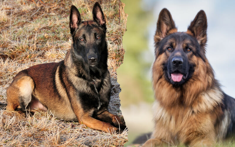 The German Shepherd Malinois Mix Breed Guide And Information AllShepherd