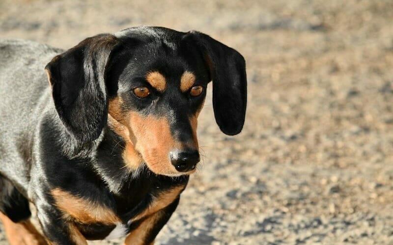 The German Shepherd Dachshund Mix Breed Guide And Information AllShepherd