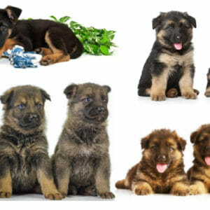 German Shepherd Mouth: Teeth And Gums - AllShepherd