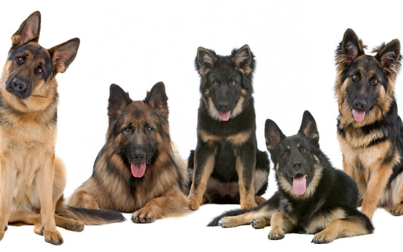 When Do German Shepherds Stop Growing? AllShepherd