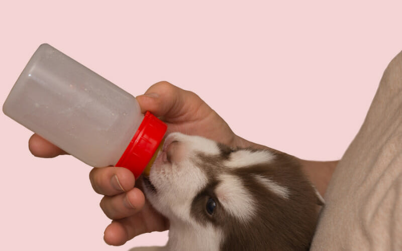 How Long Should A Puppy Drink Milk? AllShepherd
