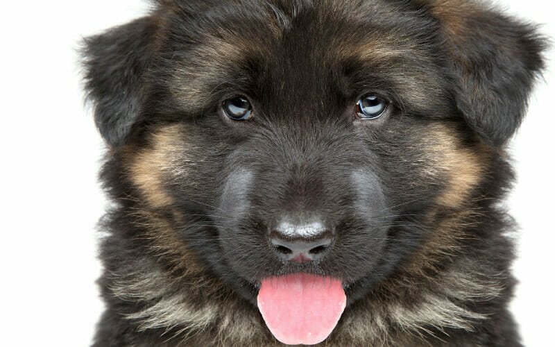When Do Puppy Eyes Change Color An Amazing Guide AllShepherd