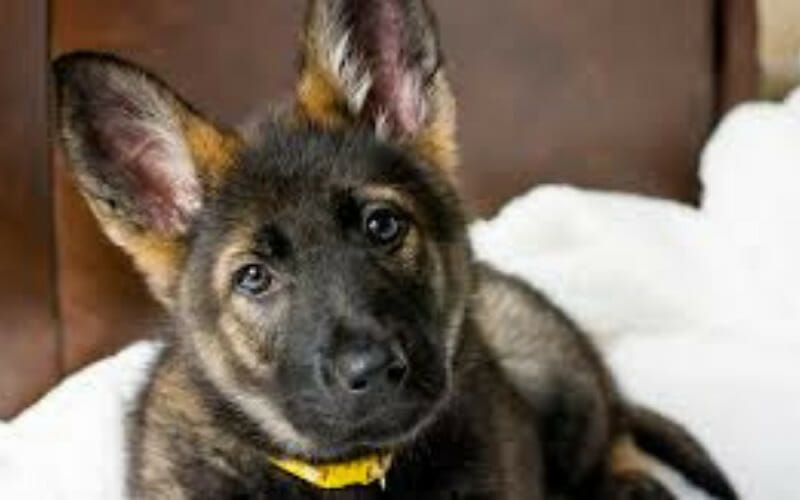 Should You Let A Puppy Sleep In Bed With You? AllShepherd