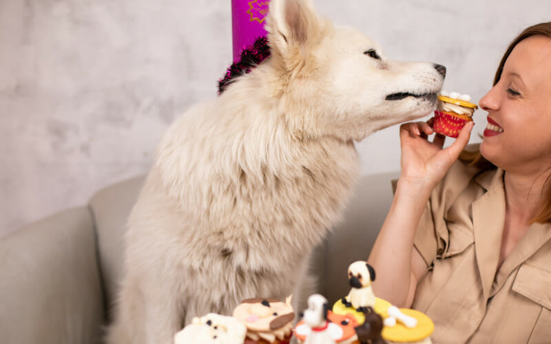 Can Dogs Eat Cupcakes? 5 Steps To Take If Your Dog Ate Your Cupcake
