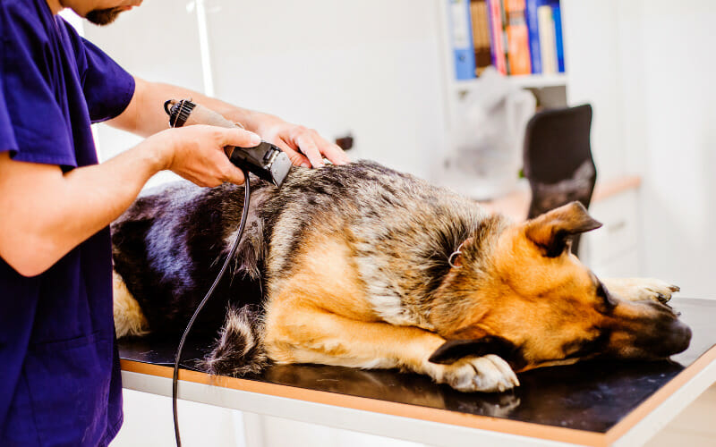 Can You Shave A German Shepherd? Need To Put A Stop To It? AllShepherd