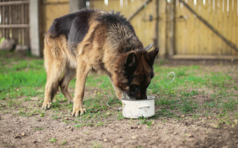 German Shepherd Raw Diet Simple Guide To Getting Started AllShepherd