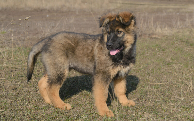 How Long Can A Puppy Be Left Alone AllShepherd