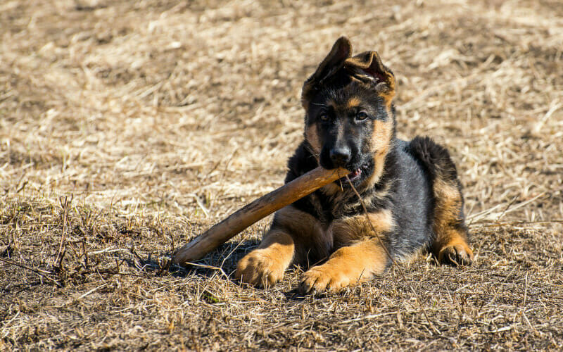 How Long Should A Puppy Chew On A Bully Stick (and When To Take The