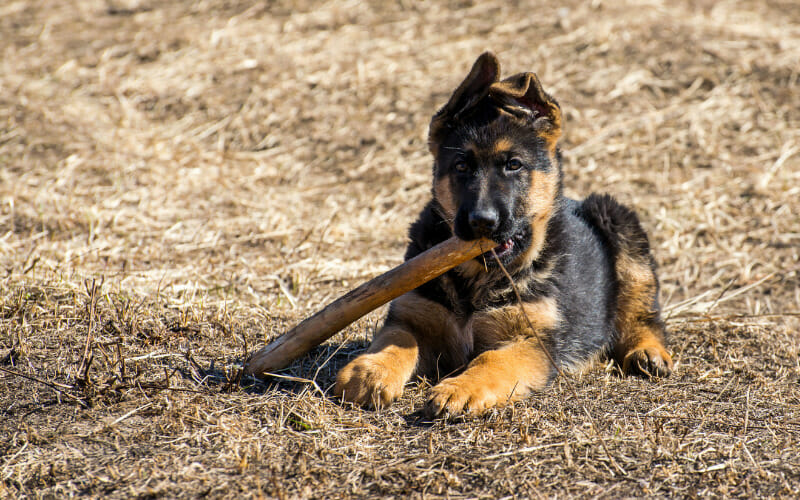 How Long Should A Puppy Chew On A Bully Stick (and When To Take The Bully Stick Away)? AllShepherd