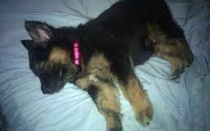 Should You Let A Puppy Sleep In Bed With You? AllShepherd