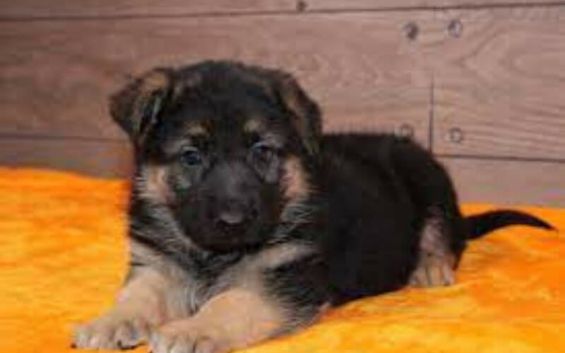Should You Let A Puppy Sleep In Bed With You? AllShepherd