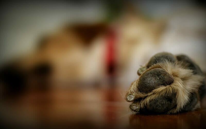 What To Do If Your Dog Cuts A Paw Pad First Aid Tips AllShepherd