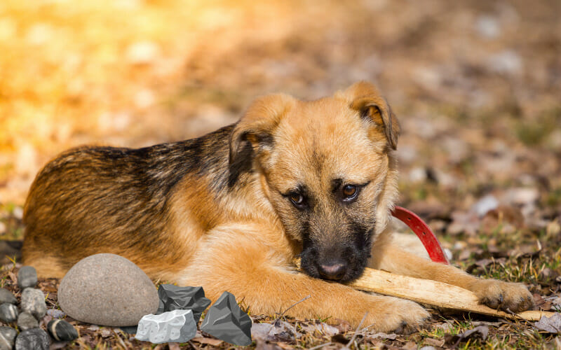 Why Does My Puppy Eat Rocks Top 5 Reasons That You Need To Know