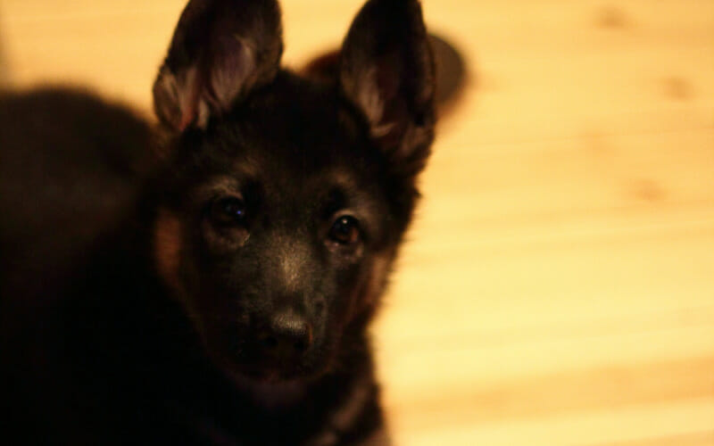 why-is-my-puppy-crying-at-night-and-what-you-can-do-about-it