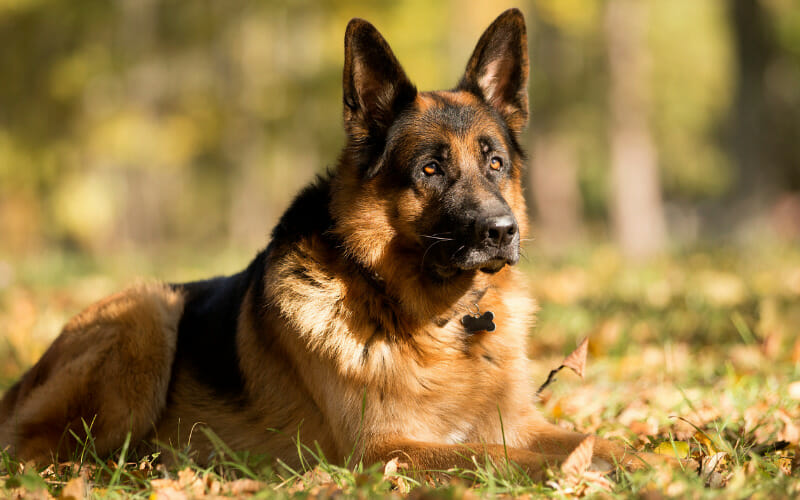 Can German Shepherds Eat Pineapple? (Benefits/Risks) AllShepherd