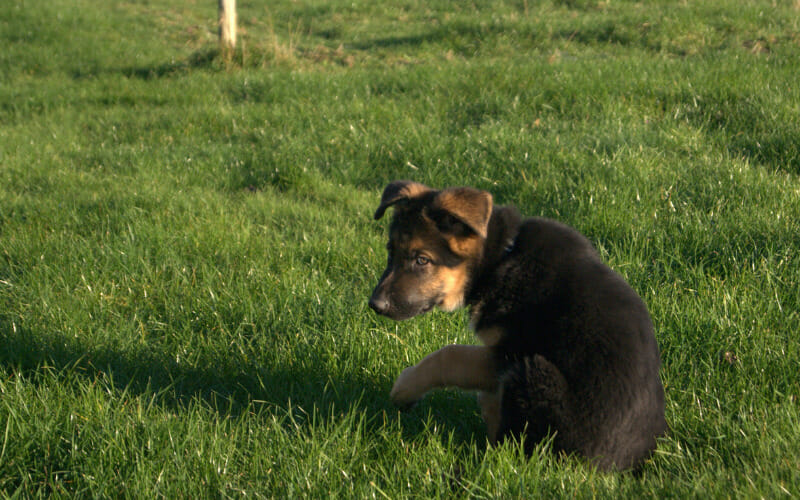 Is It Normal For My Puppy To Eat Grass? 6 Ways To Minimize Risks AllShepherd