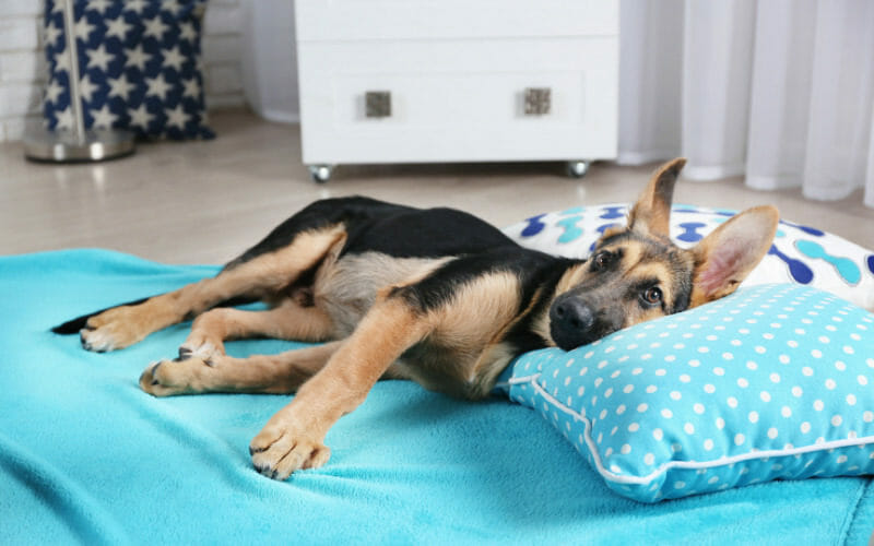 Why Do Apartments Have Size Limits On Dogs? AllShepherd
