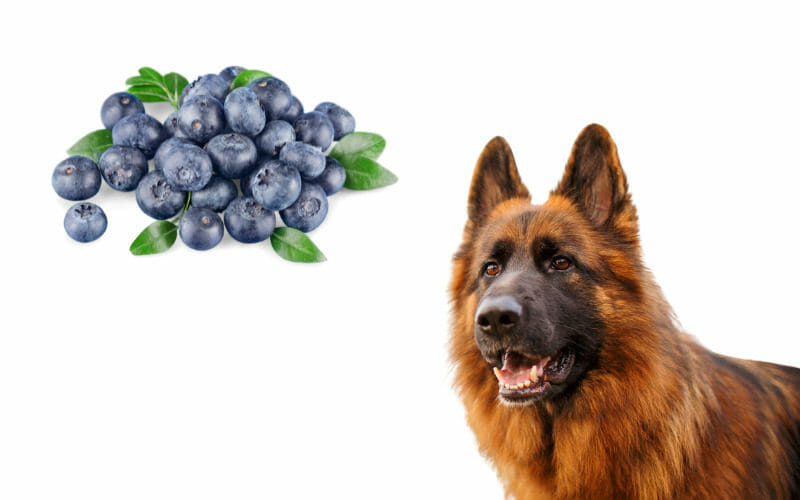 Can German Shepherds Eat Blueberries? (Benefits / Risks) AllShepherd
