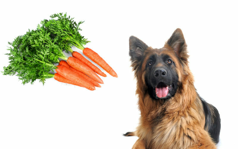 Can German Shepherds Eat Carrots? Know The Advantages And Disadvantages