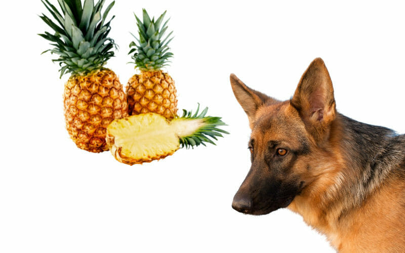 Can German Shepherds Eat Grapes