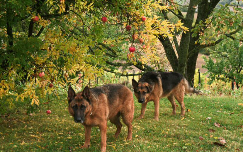 How Far Can A Male Dog Smell A Female In Heat