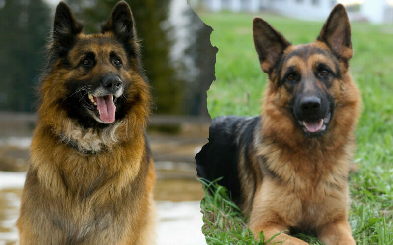 King Shepherd Vs German Shepherd Which Dog Is Best For You? AllShepherd
