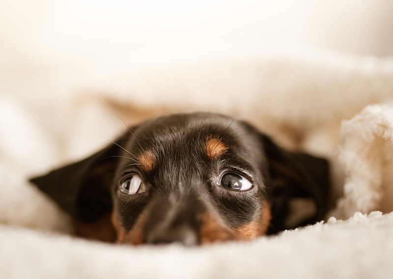 What Can You Give A Teething Puppy For Pain? AllShepherd