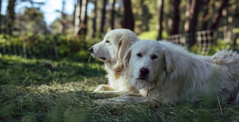 Great Pyrenees Size Chart | Growth & Weight Chart