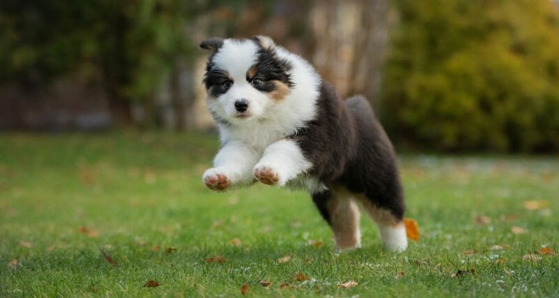 Aussie Shepherd Growth Development