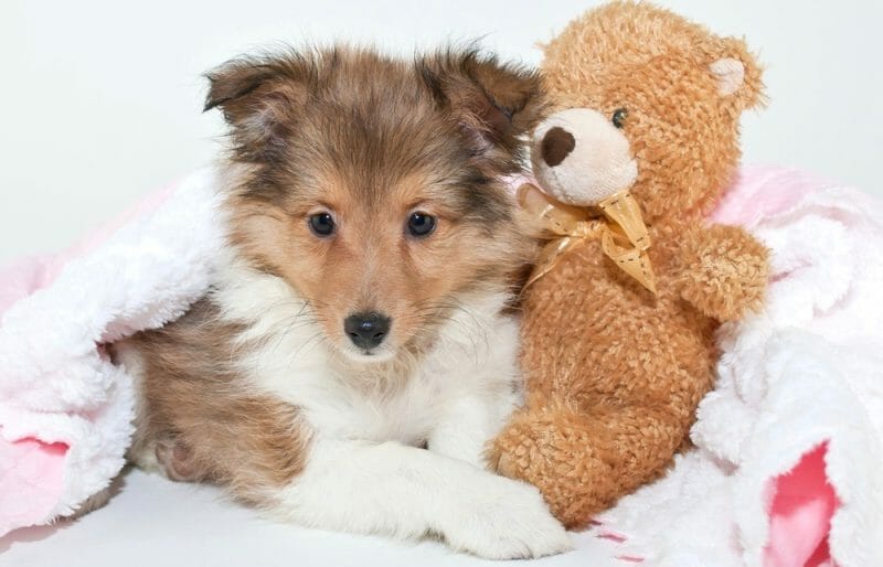 How Much To Feed A Sheltie Puppy Sheltie Feeding Chart