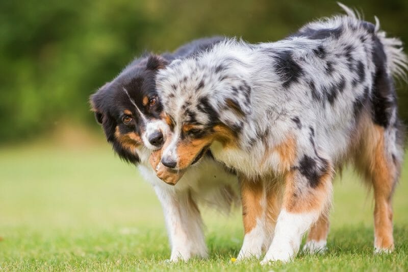 Full Grown Australian Shepherd