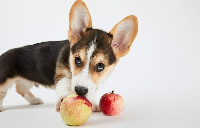how-much-to-feed-a-corgi-puppy-corgi-feeding-chart