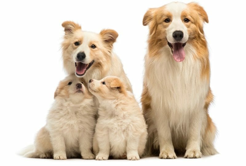 Border Collie Size Chart Growth & Weight Chart