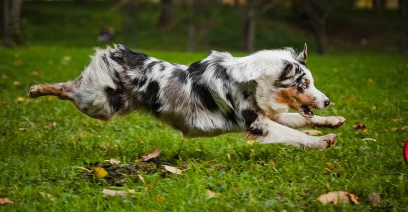 When Do Australian Shepherds Stop Growing