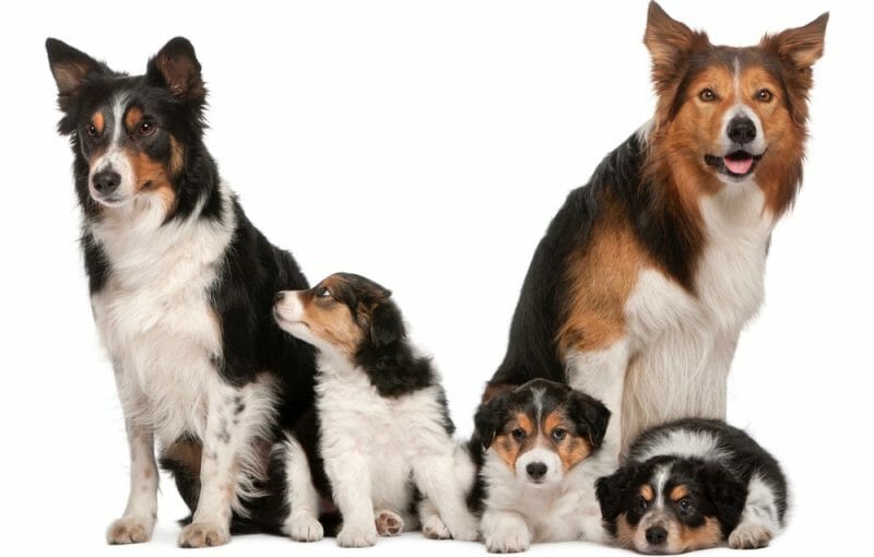 How Much To Feed A Border Collie Puppy Feeding Chart