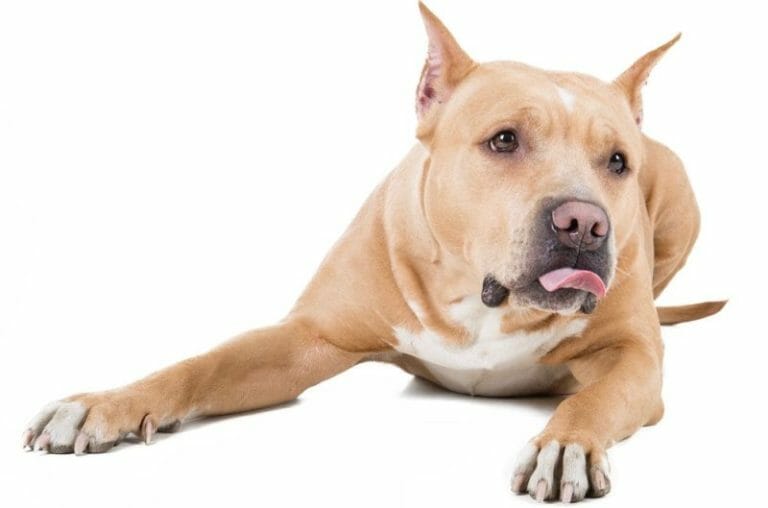 Pitbull Size Chart Growth & Weight Chart