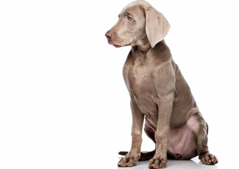 Weimaraner Growth Chart Size & Weight Chart