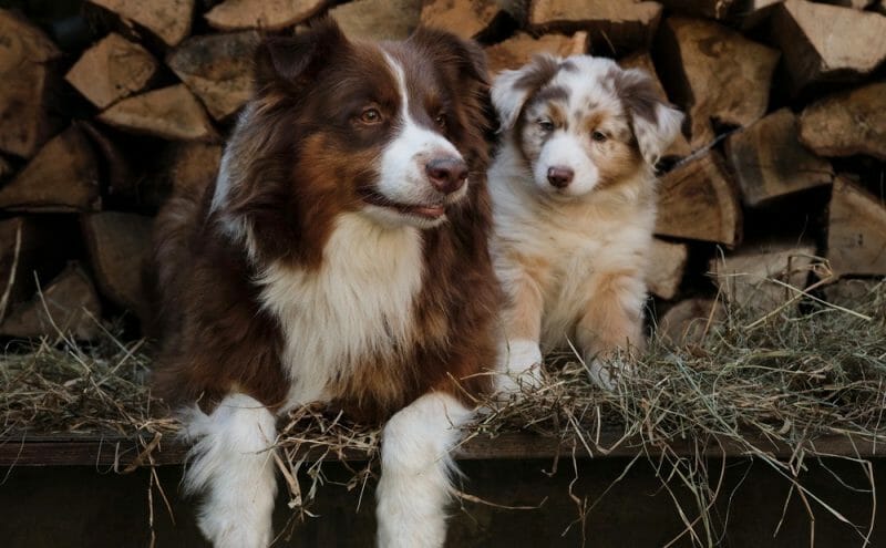 The Secret Weapon To Finding The Best Australian Shepherd Breeders Near Me - zp4w7qf