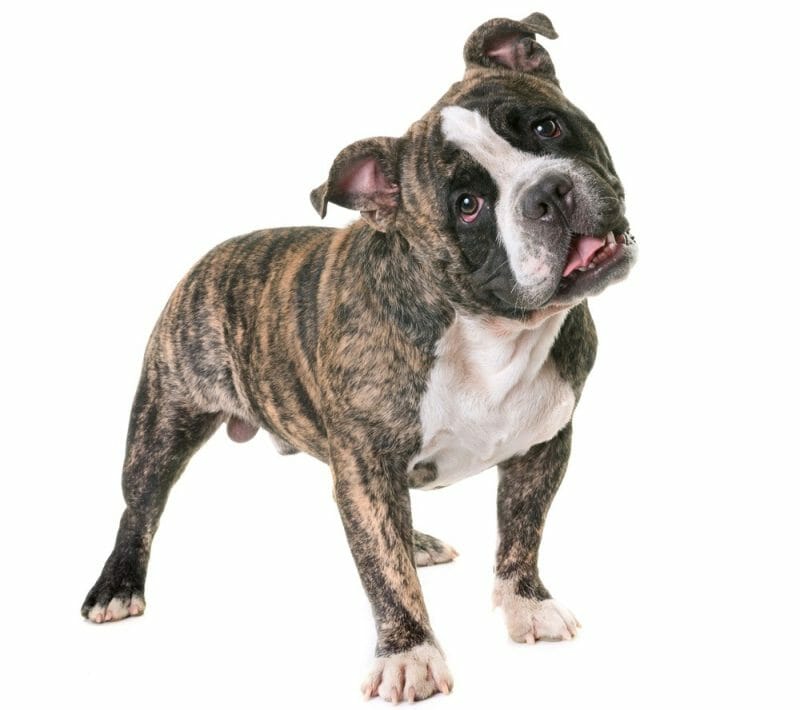 American Bully Colors Coat And Color Chart