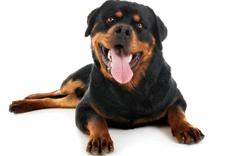 Rottweiler Size Chart Growth & Weight Chart